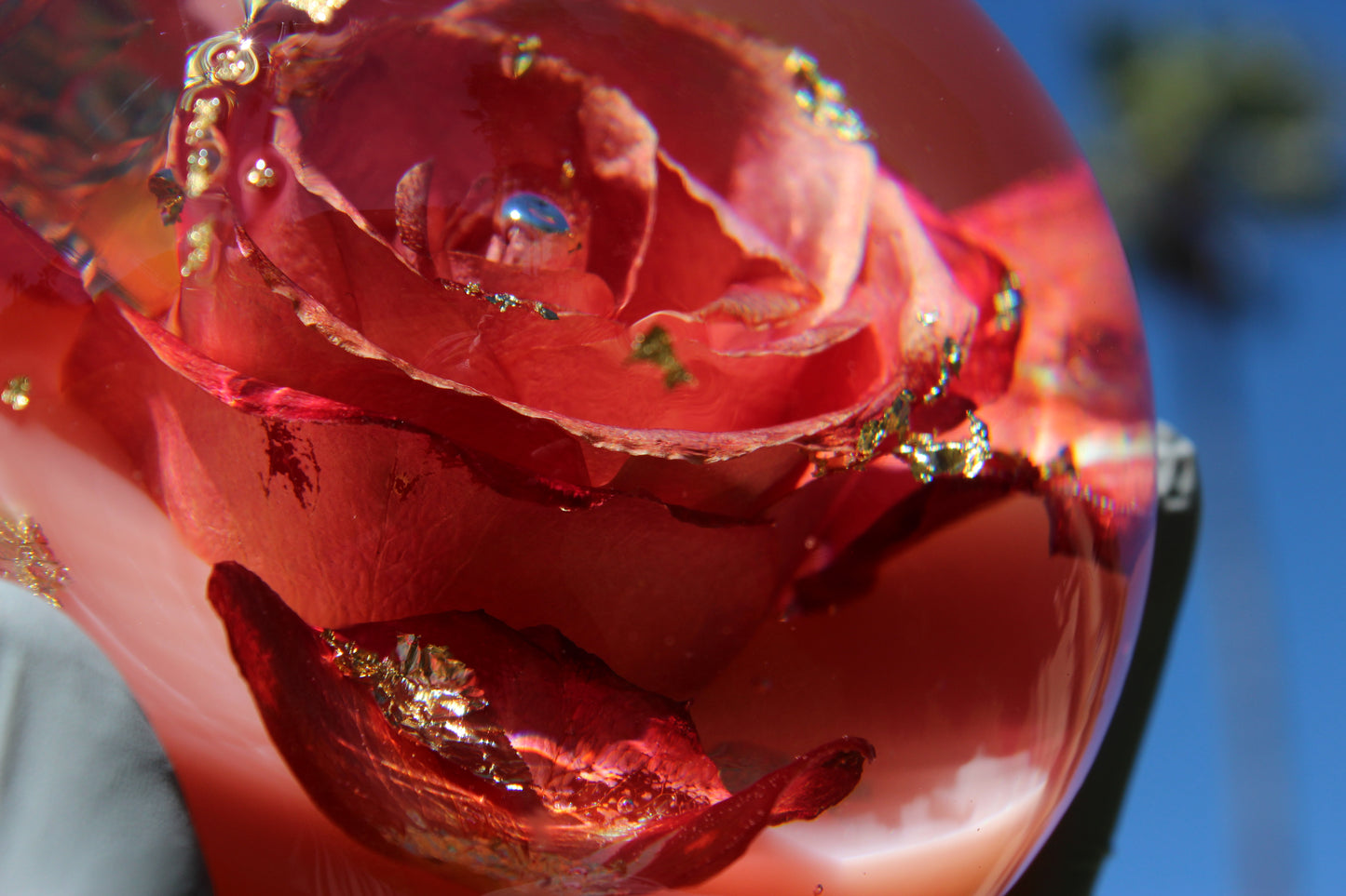 Mimosa Rosé