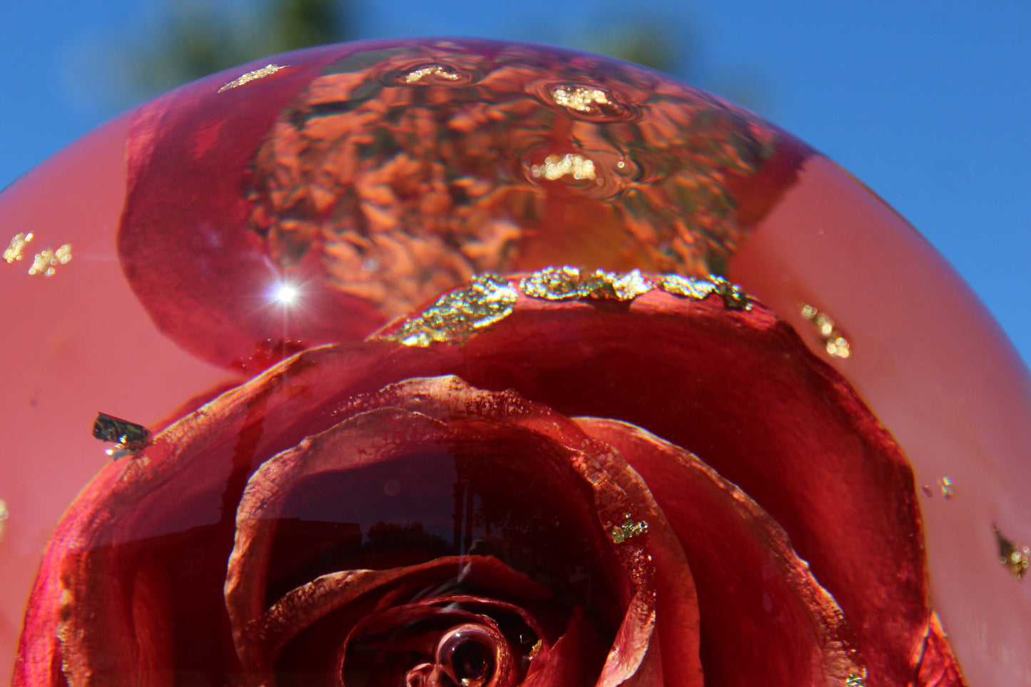 Mimosa Rosé
