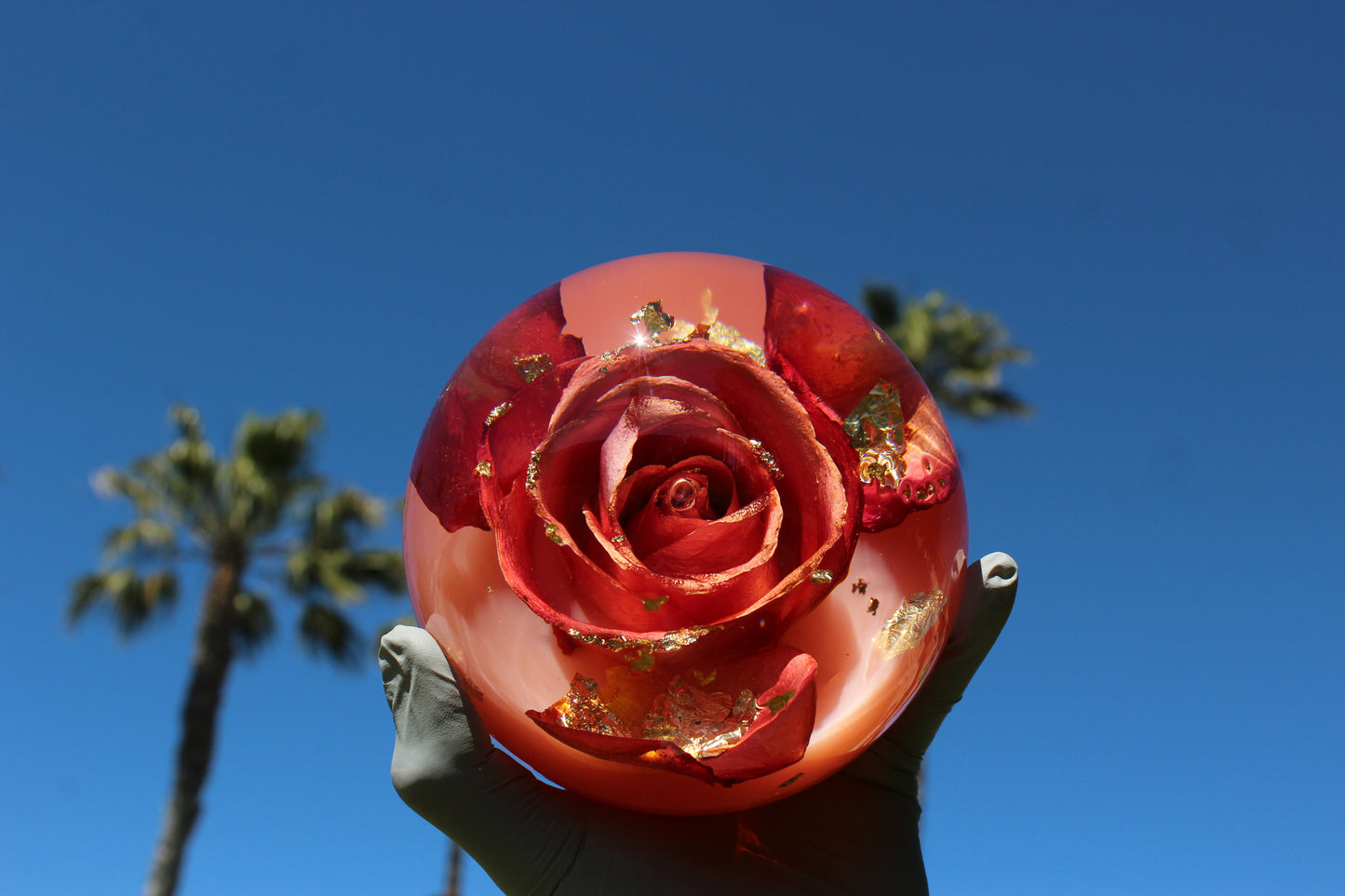 Mimosa Rosé
