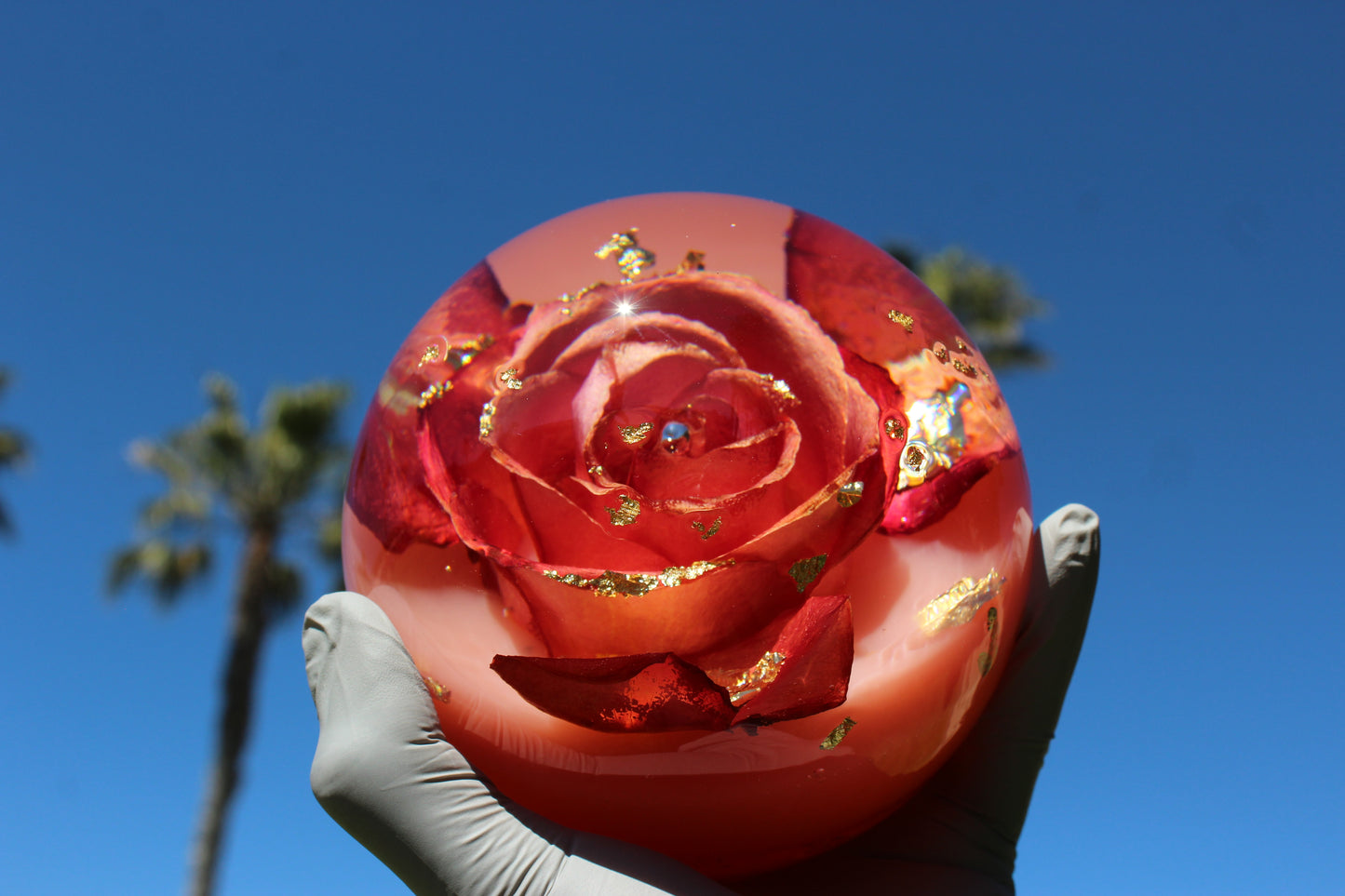 Mimosa Rosé