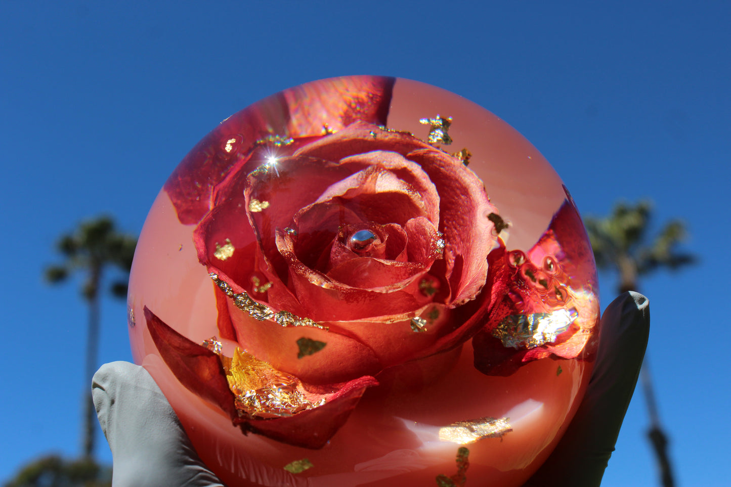Mimosa Rosé