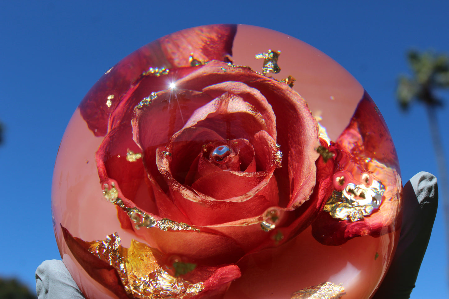Mimosa Rosé