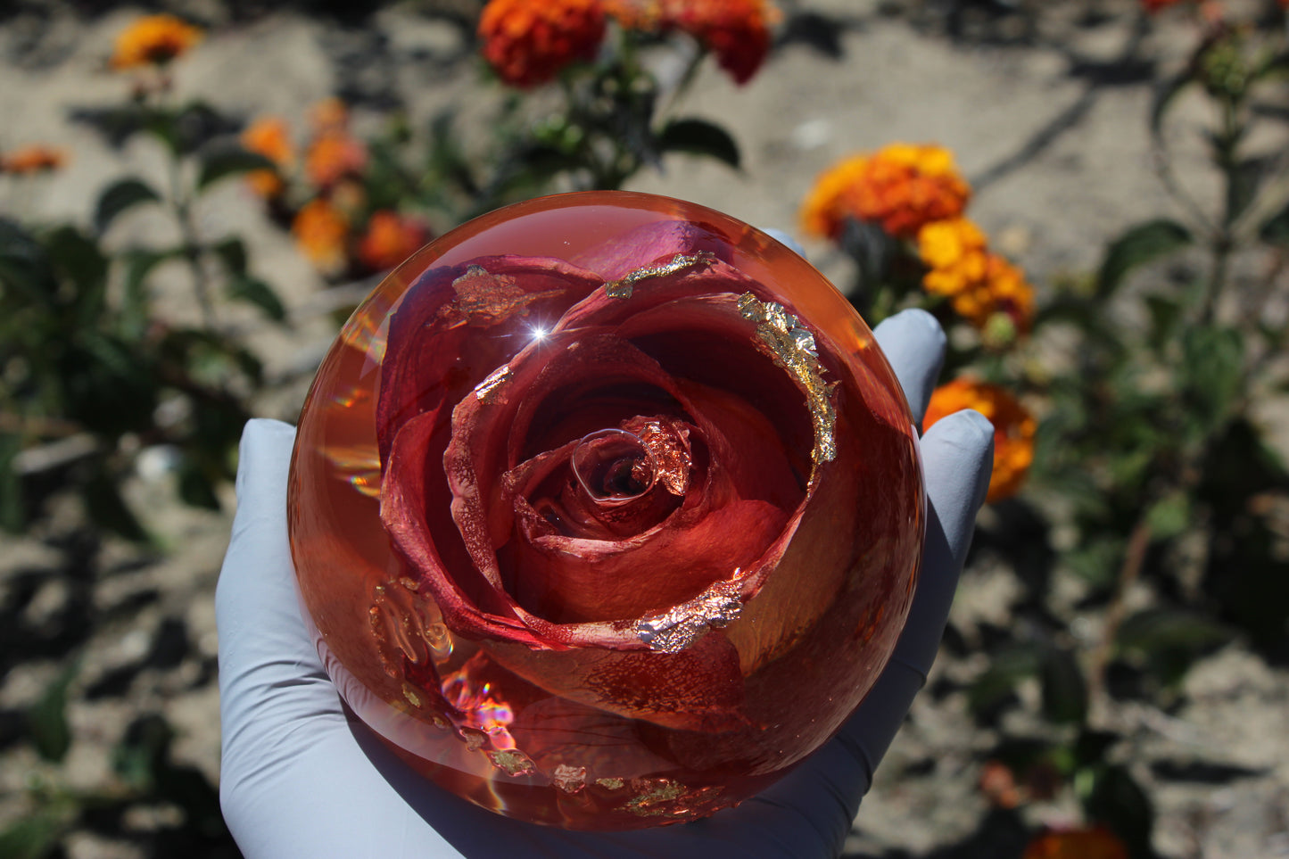 Mimosa Rosè II