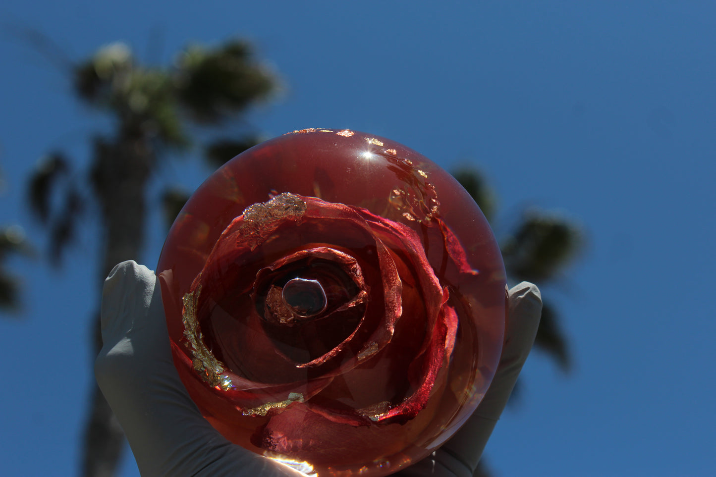 Mimosa Rosè II