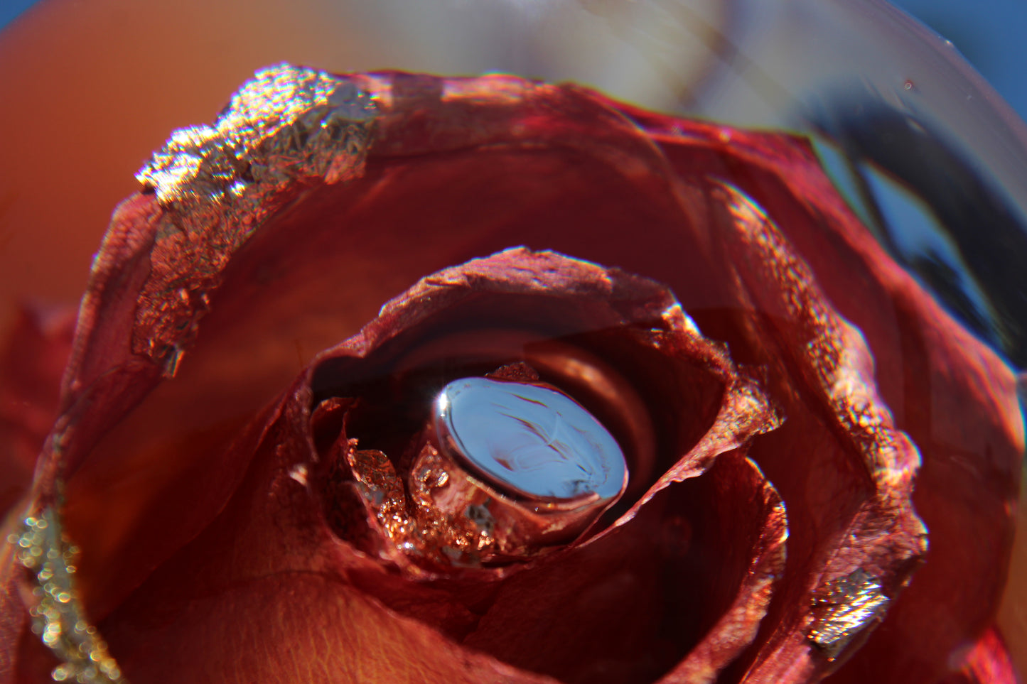 Mimosa Rosè II