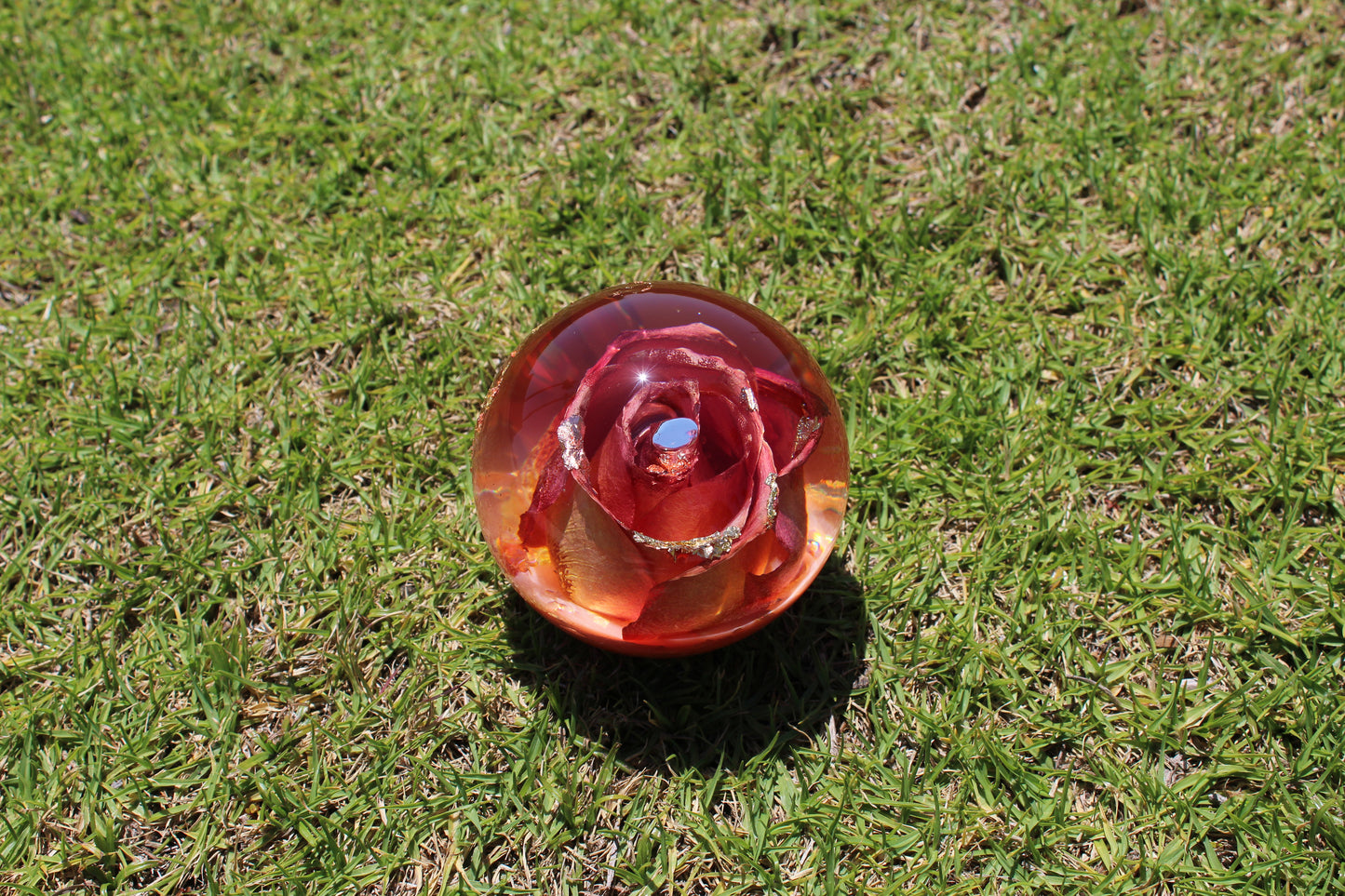 Mimosa Rosè II