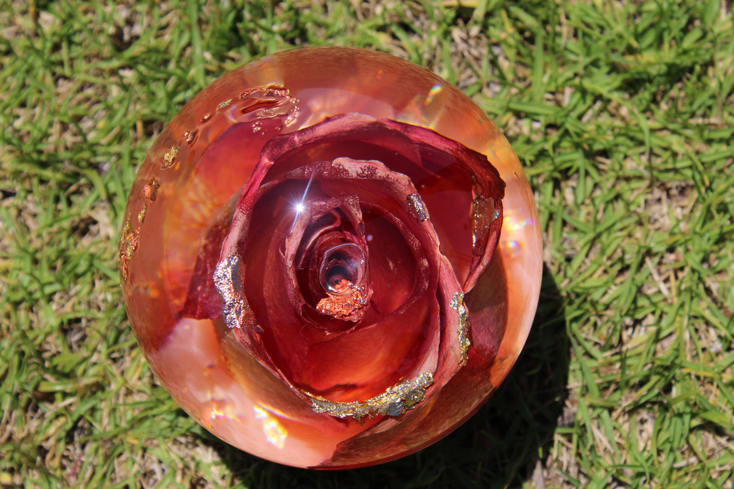 Mimosa Rosè II