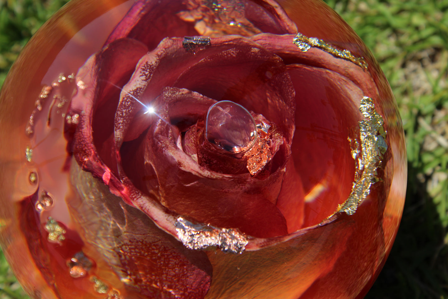 Mimosa Rosè II