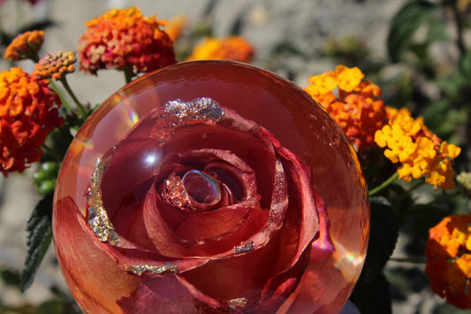 Mimosa Rosè II