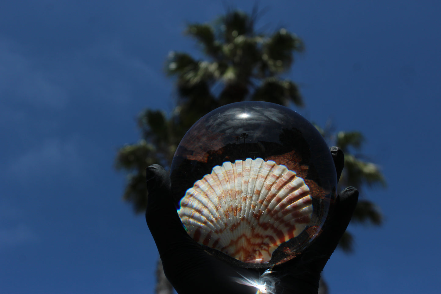 Caramel Shell