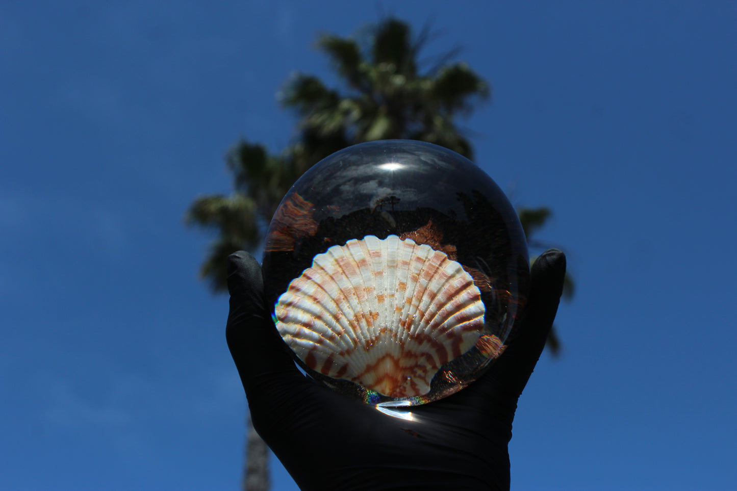 Caramel Shell