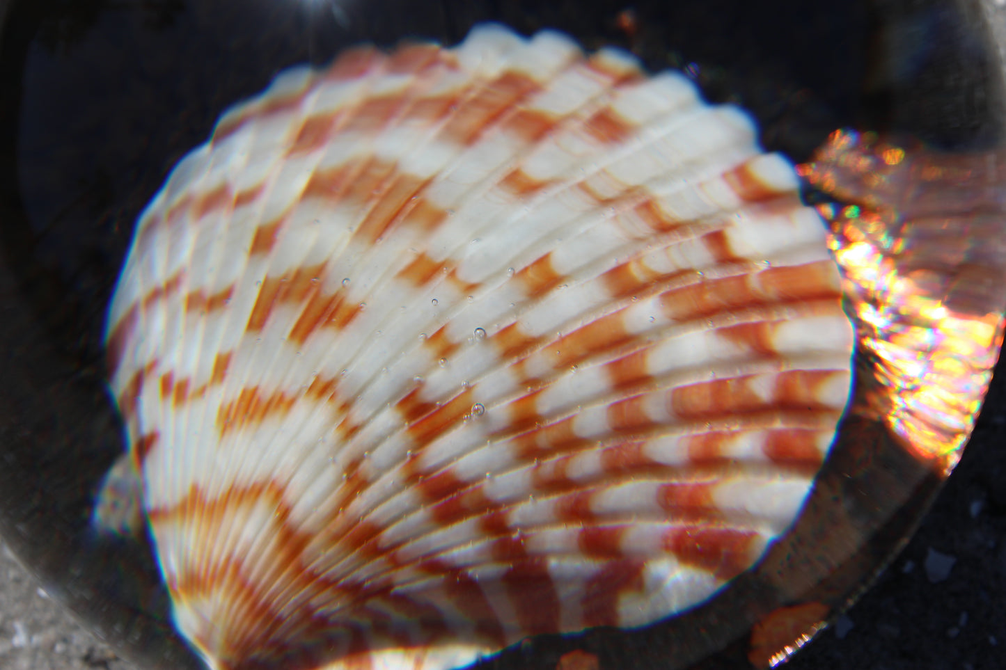 Caramel Shell