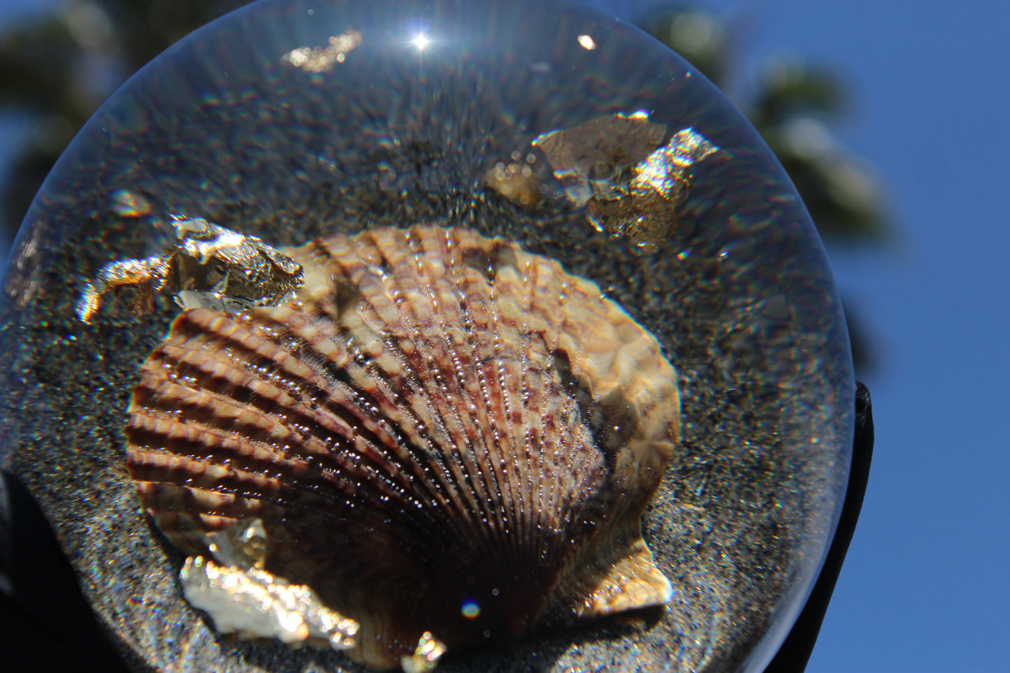 Tiger Shell