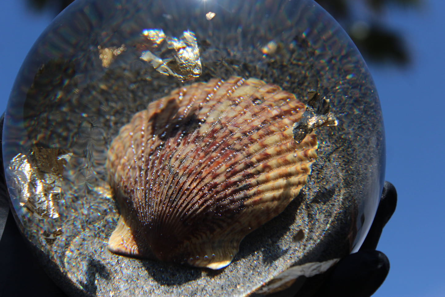 Tiger Shell