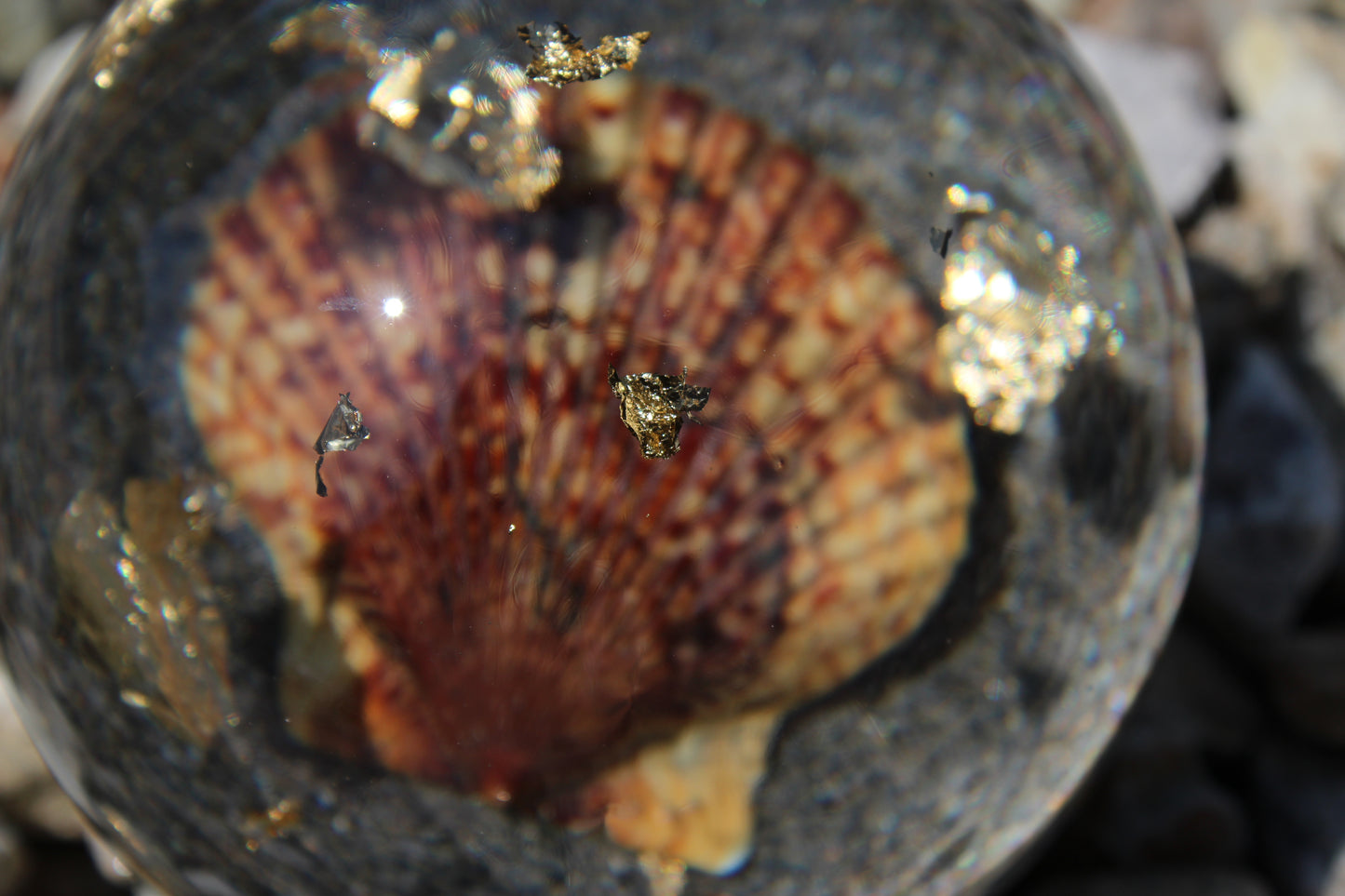 Tiger Shell