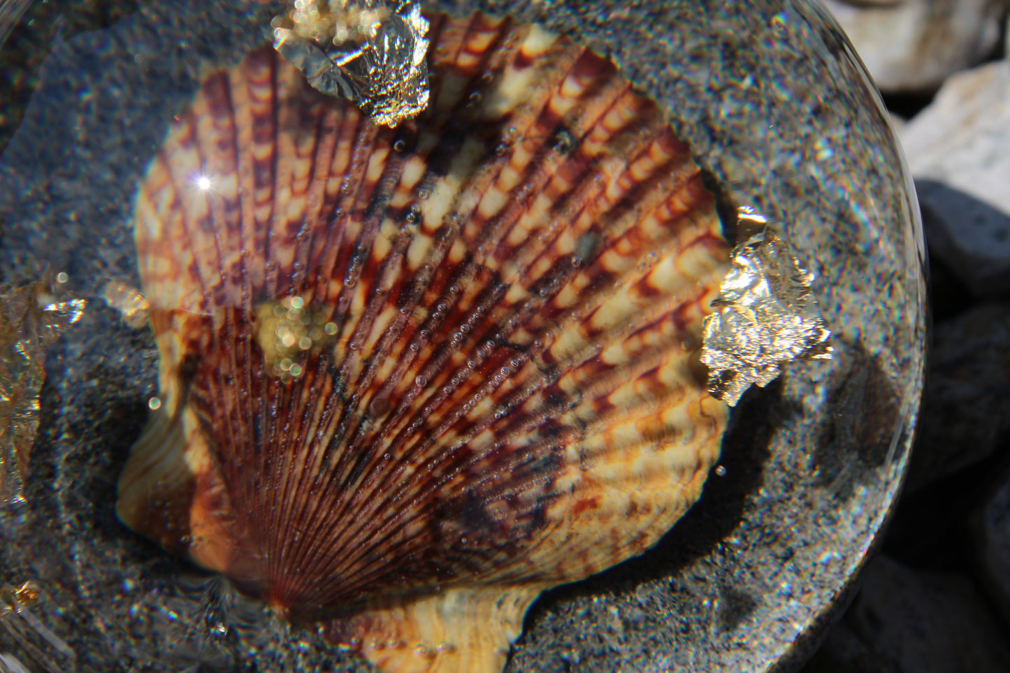 Tiger Shell