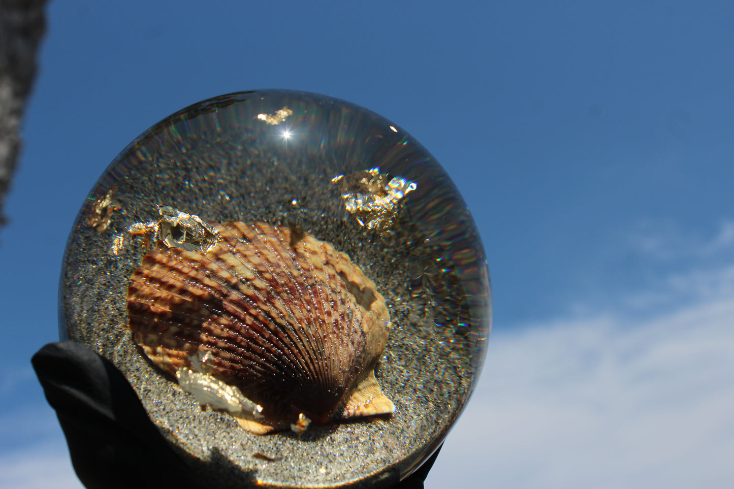 Tiger Shell