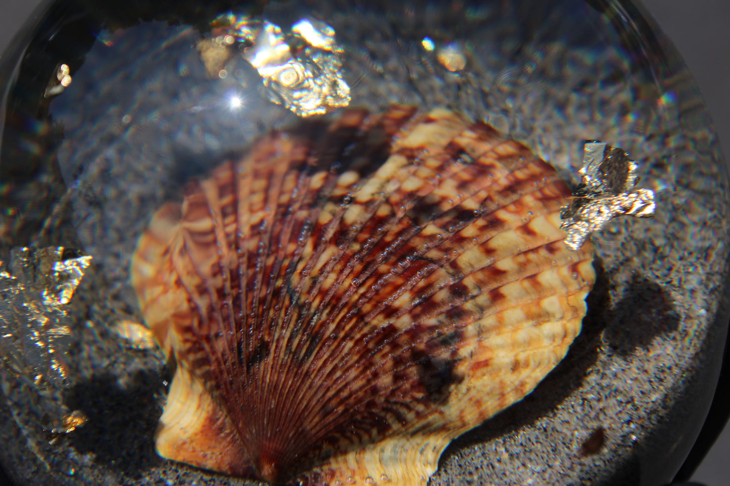 Tiger Shell