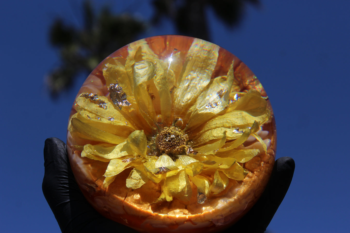 Gerbera Pineapple