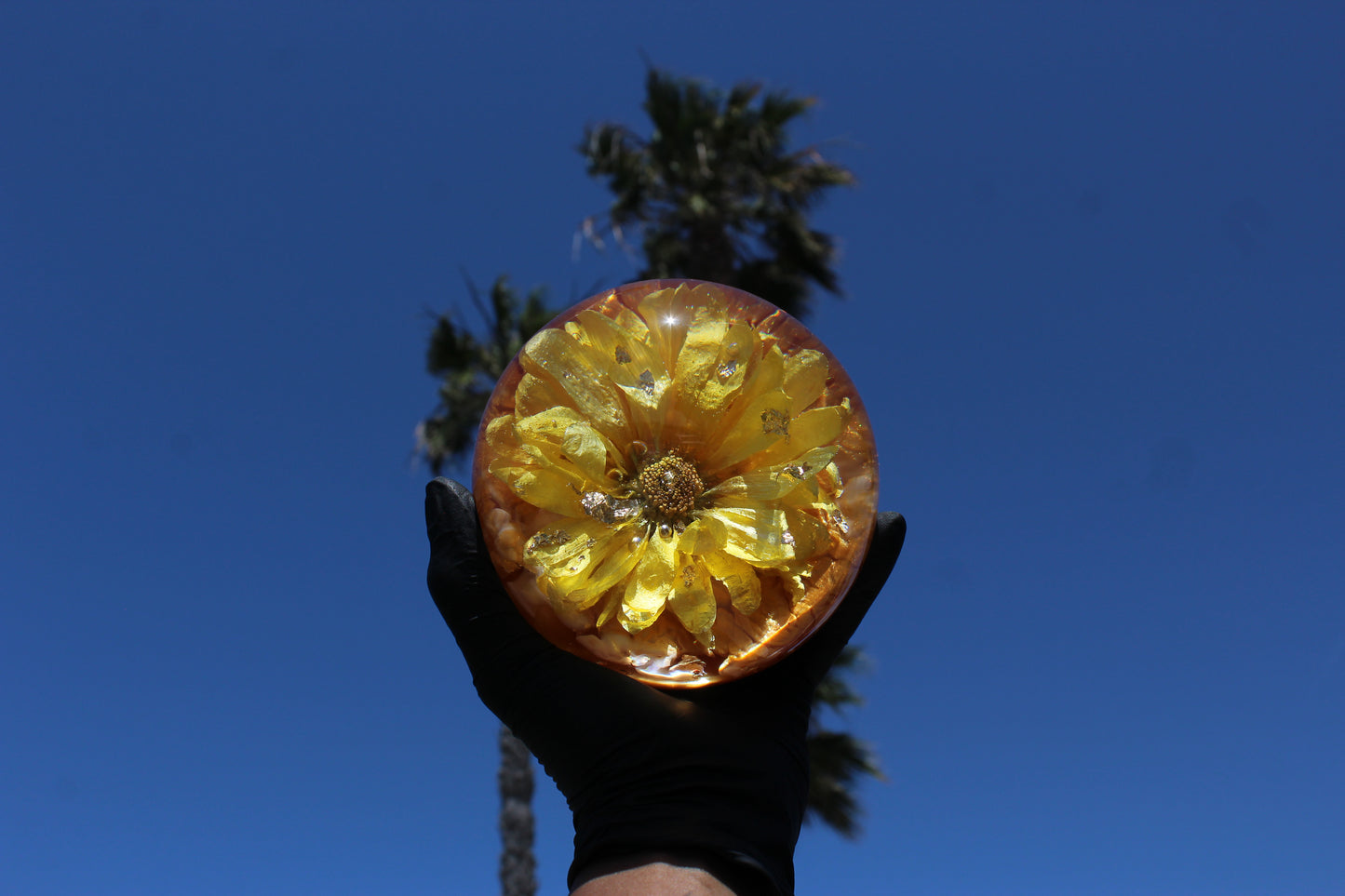 Gerbera Pineapple