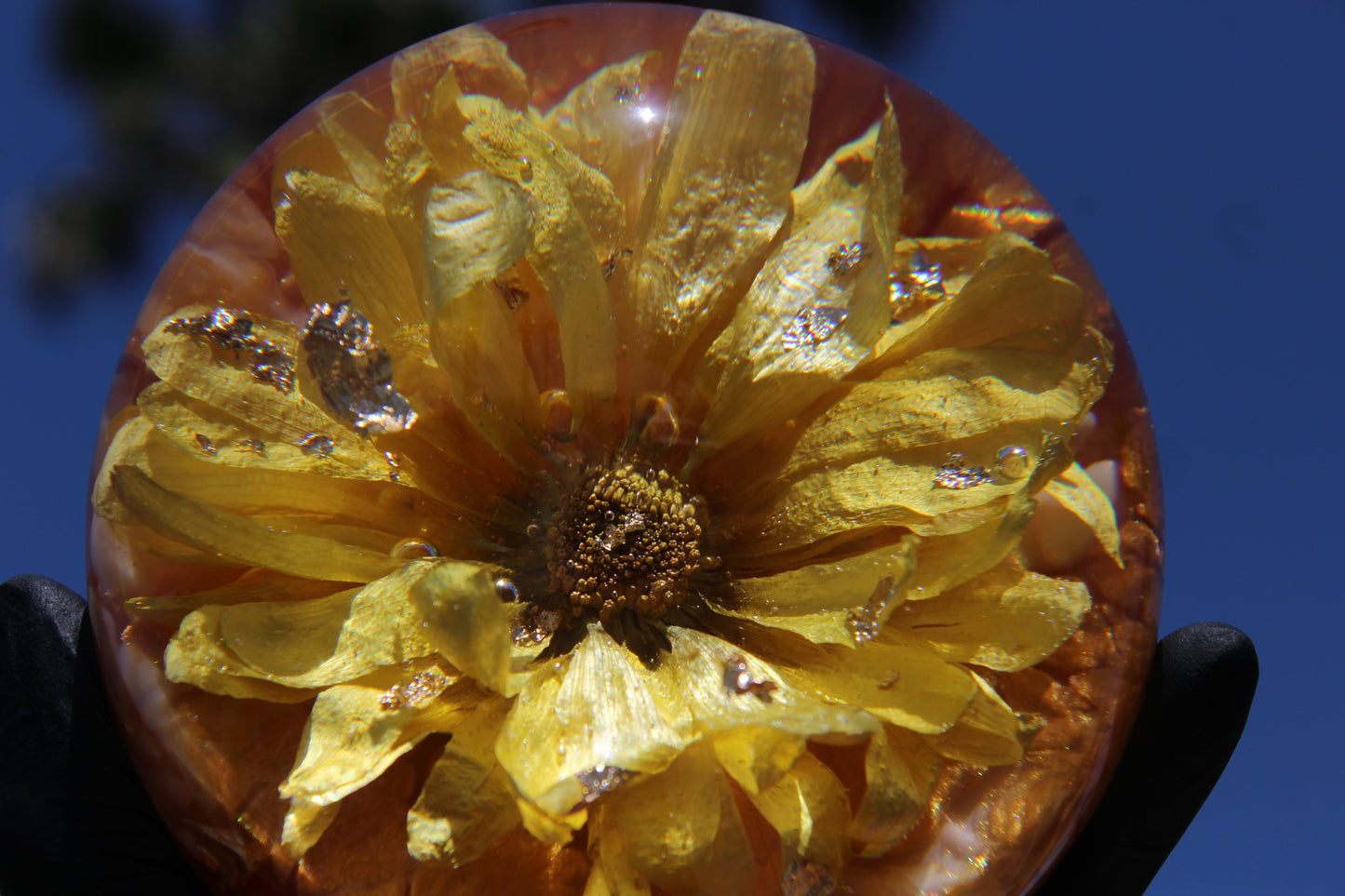 Gerbera Pineapple